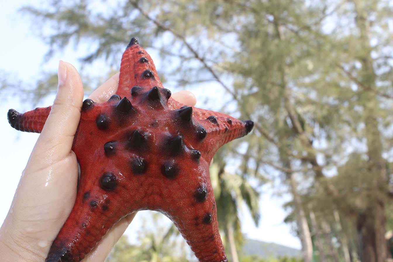 Пляж Starfish Beach прикоснись к звездам