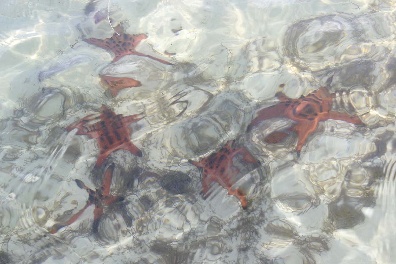 Пляж Starfish Beach